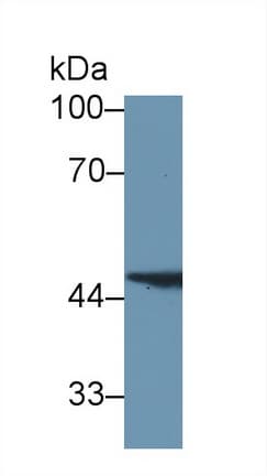 FAH Antibody (aa40-195, HRP)