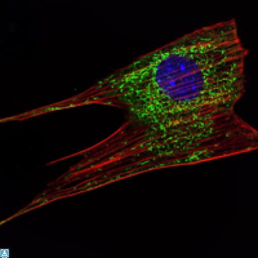 KLHL11 Antibody