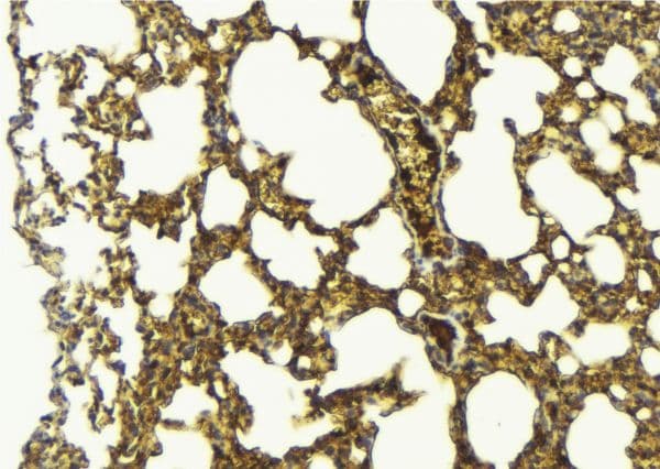 ICOS / CD278 Antibody