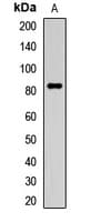 Polyclonal Rabbit anti-Human P3H2 / LEPREL1 Antibody (WB)