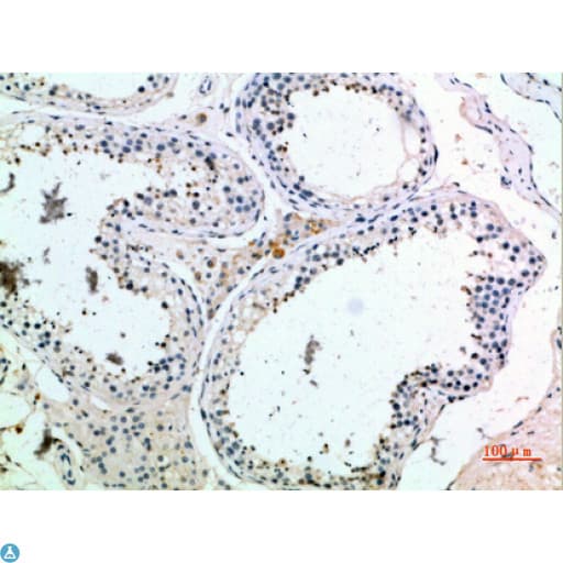 PMCH / MCH Antibody