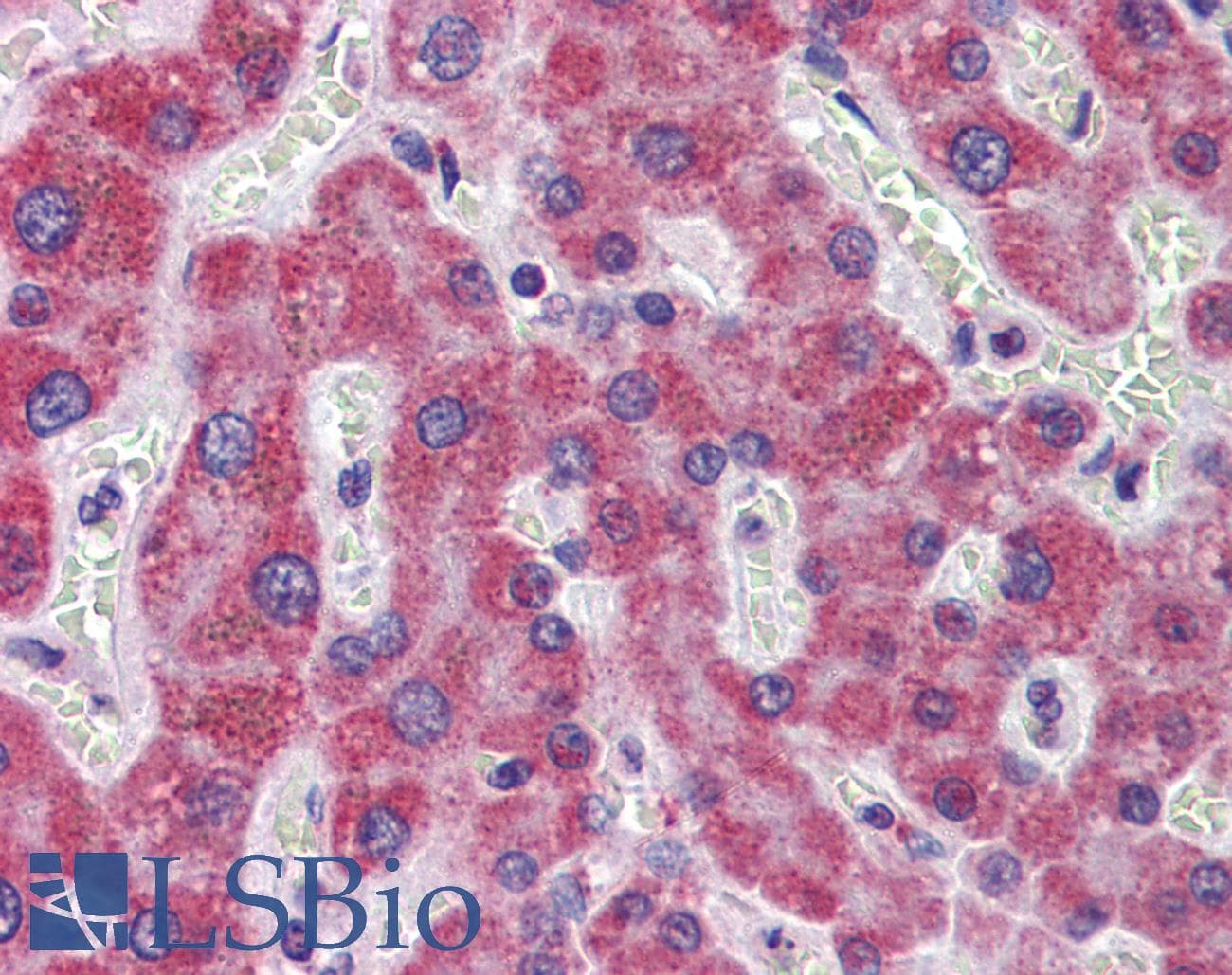 IHC-plus™ Monoclonal Mouse anti-Human Alpha-Fetoprotein Antibody (clone 6E6, IHC, WB)