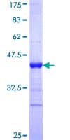 Human TP53AIP1 / p53 AIP1 Protein (Recombinant GST)