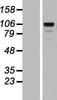 MATN2 / Matrilin 2 Protein (Over-Expression Lysate Myc-DDK (Flag))