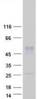 Human WNT8A Protein (Recombinant Myc-DDK (Flag))