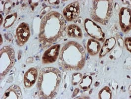 SAT2 Antibody (clone OTI1C9)