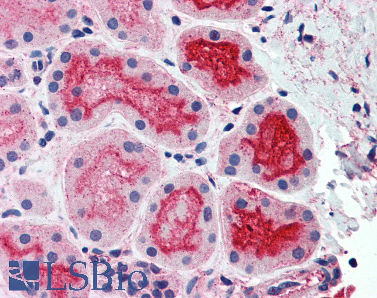 IHC-plus™ Polyclonal Rabbit anti-Human CDHR5 / MUCDHL Antibody (Cytoplasmic Domain, IHC)