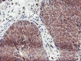 GRAP2 / GRID Antibody (clone OTI1G2)