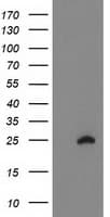 HCA557B / METTL21A Antibody (clone OTI2D6, Carrier-free)