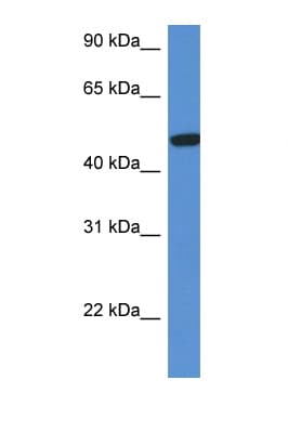 HEXA Antibody (aa431-480)