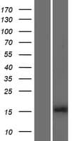 HIST1H3B Protein (Over-Expression Lysate Myc-DDK (Flag))