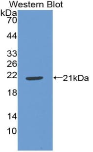 IL22 Antibody (aa34-179, Cy3)