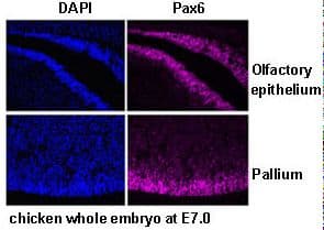 PathPlus™ Polyclonal Rabbit anti-Mouse PAX6 Antibody (IHC, WB)