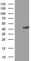 KCNAB1 Antibody (clone OTI1C2)