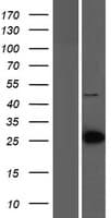 LIN7C / VELI3 Protein (Over-Expression Lysate Myc-DDK (Flag))