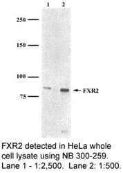 FXR2 Antibody (C-Terminus, clone 1G2, DY488)