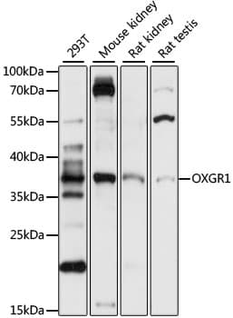 GPR80 / GPR99 / OXGR1 Antibody