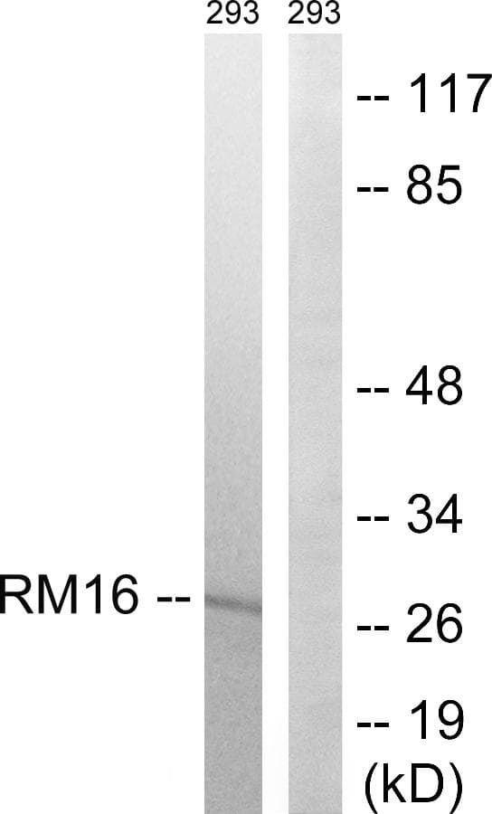 MRPL16 Antibody
