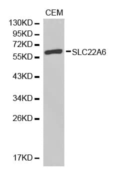 SLC22A6 / OAT1 Antibody