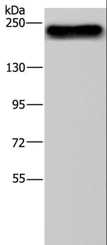 BRD4 Antibody