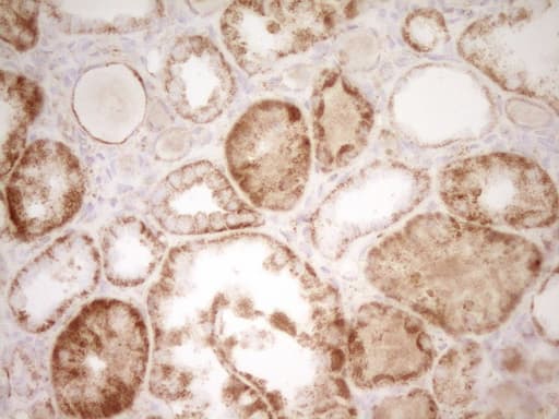 SFRP2 Antibody (aa25-295, clone OTI6C2)