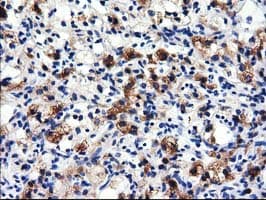 ALDH1L1 Antibody (clone OTI4D5)