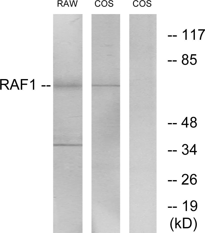 Polyclonal Rabbit anti-Human RAF1 / RAF Antibody (aa305-354, WB)