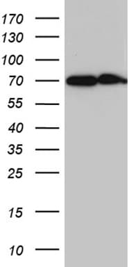 CYP26B1 Antibody (aa229-512, clone OTI4A8)