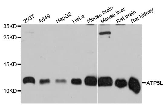 ATPase Subunit G / ATP5L Antibody
