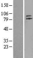 ZNF41 Protein (Over-Expression Lysate Myc-DDK (Flag))