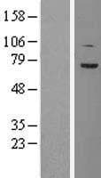 TCF4 Protein (Over-Expression Lysate Myc-DDK (Flag))