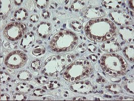 SLA2 / SLAP2 Antibody (clone OTI1F7)