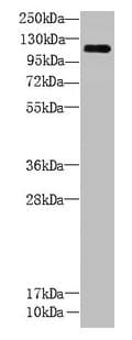 CCDC103 Antibody