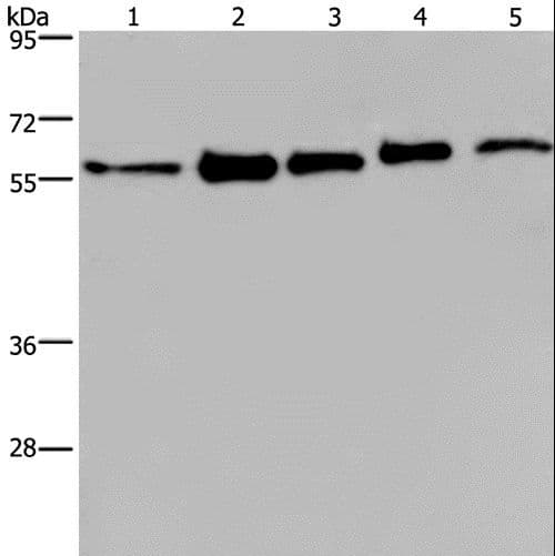 HNRNPL / hnRNP L Antibody