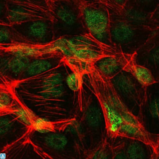 JUN / c-Jun Antibody