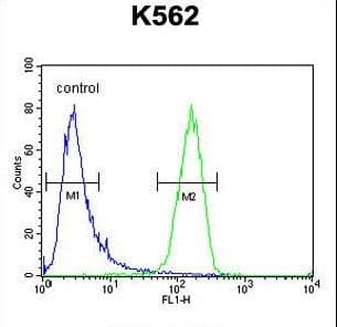 Polyclonal Rabbit anti-Human IQCJ Antibody (aa98-126, IHC, WB)