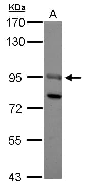 SOX13 Antibody