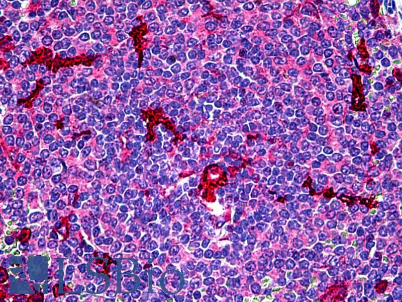 IHC-plus™ C5AR1 / CD88 / C5a Receptor Antibody (clone P12/1, Concentrated)