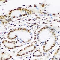 SUB1 Antibody
