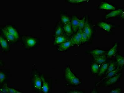GRHL2 Antibody