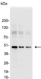 Myc Tag Antibody