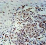XRCC1 Antibody (aa407-435)