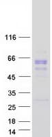 Human PGCP / Aminopeptidase Protein (Recombinant Myc-DDK (Flag))