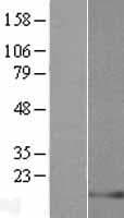 LELP1 Protein (Over-Expression Lysate Myc-DDK (Flag))