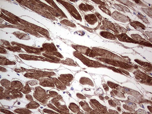 Adiponectin Antibody (aa19-244, clone OTI1G4)