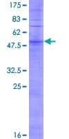 Human OR2Y1 Protein (Recombinant GST)