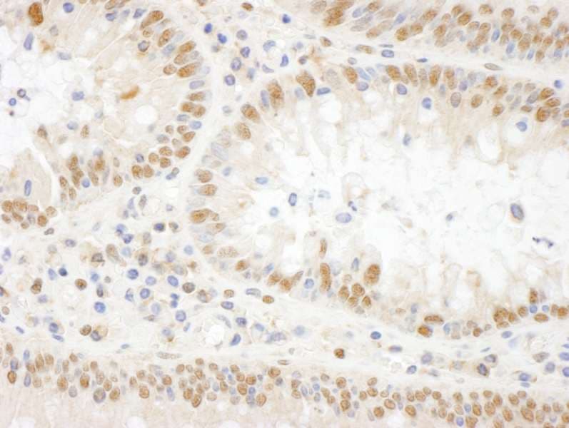 BOP1 Antibody (aa350-400)