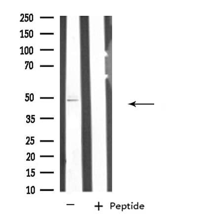 Polyclonal Rabbit anti-Human SEPT7 / Septin 7 Antibody (IF, WB)