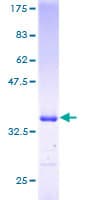 Human SNAPC5 Protein (Recombinant GST)