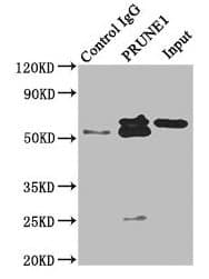 Polyclonal Rabbit anti-Human PRUNE Antibody (IHC)